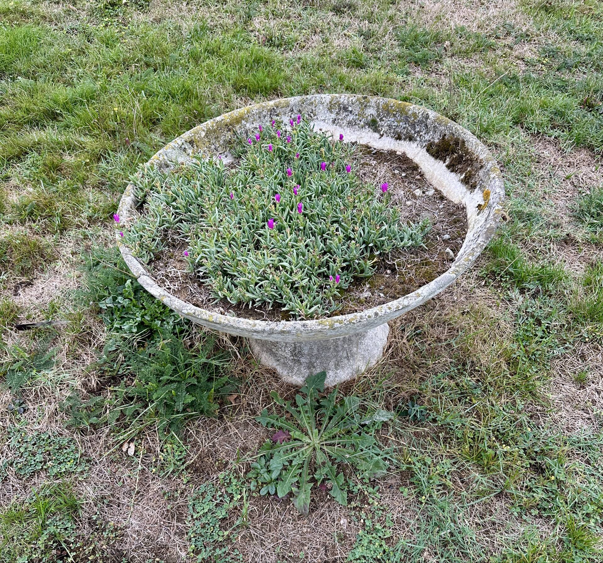 Old planter, pedestal basin by Willy Guhl