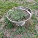 Old planter, pedestal basin by Willy Guhl