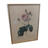 Frame Dreaded rose bush