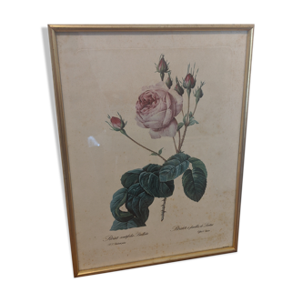 Frame Dreaded rose bush