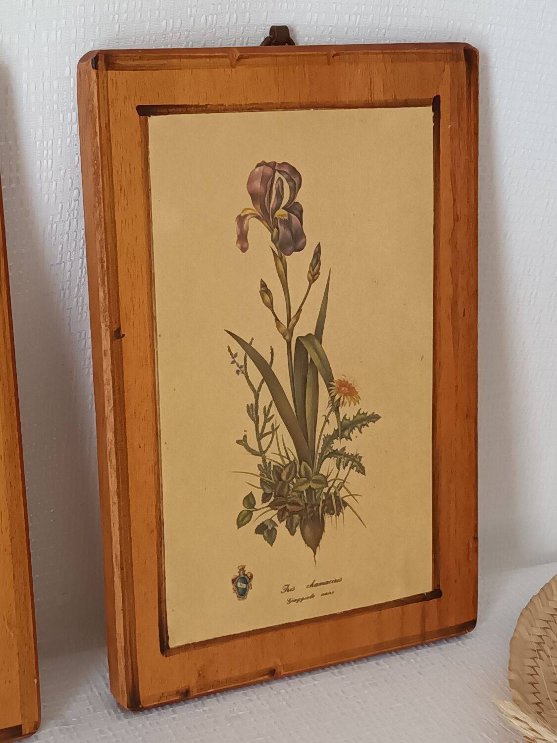 Vintage botanical boards frames