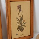 Vintage botanical boards frames
