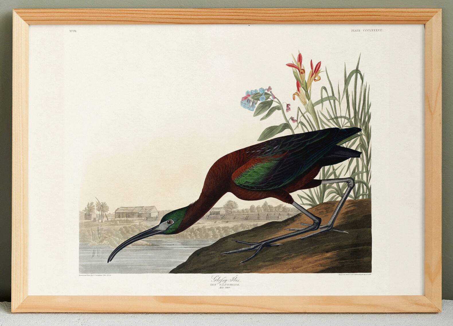Poster about the shining ibis, after an old engraving from 1827.