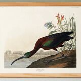 Poster about the shining ibis, after an old engraving from 1827.