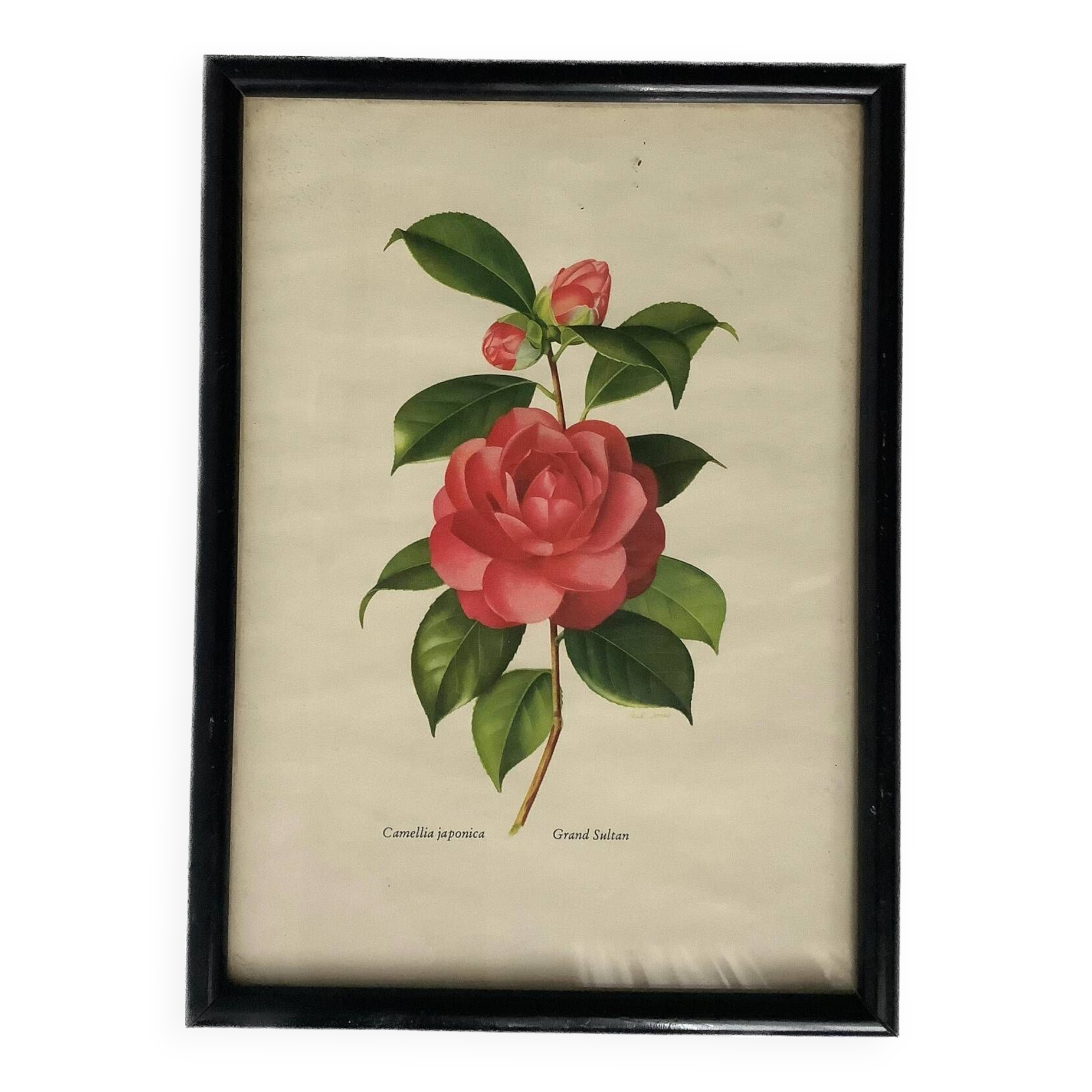 Vintage Japanese camellia frame