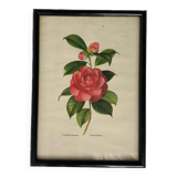 Vintage Japanese camellia frame