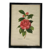 Vintage Japanese camellia frame