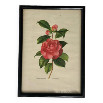 Vintage Japanese camellia frame