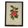 Vintage Japanese camellia frame