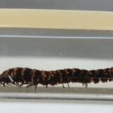 Canadian tiger centipede resin insect