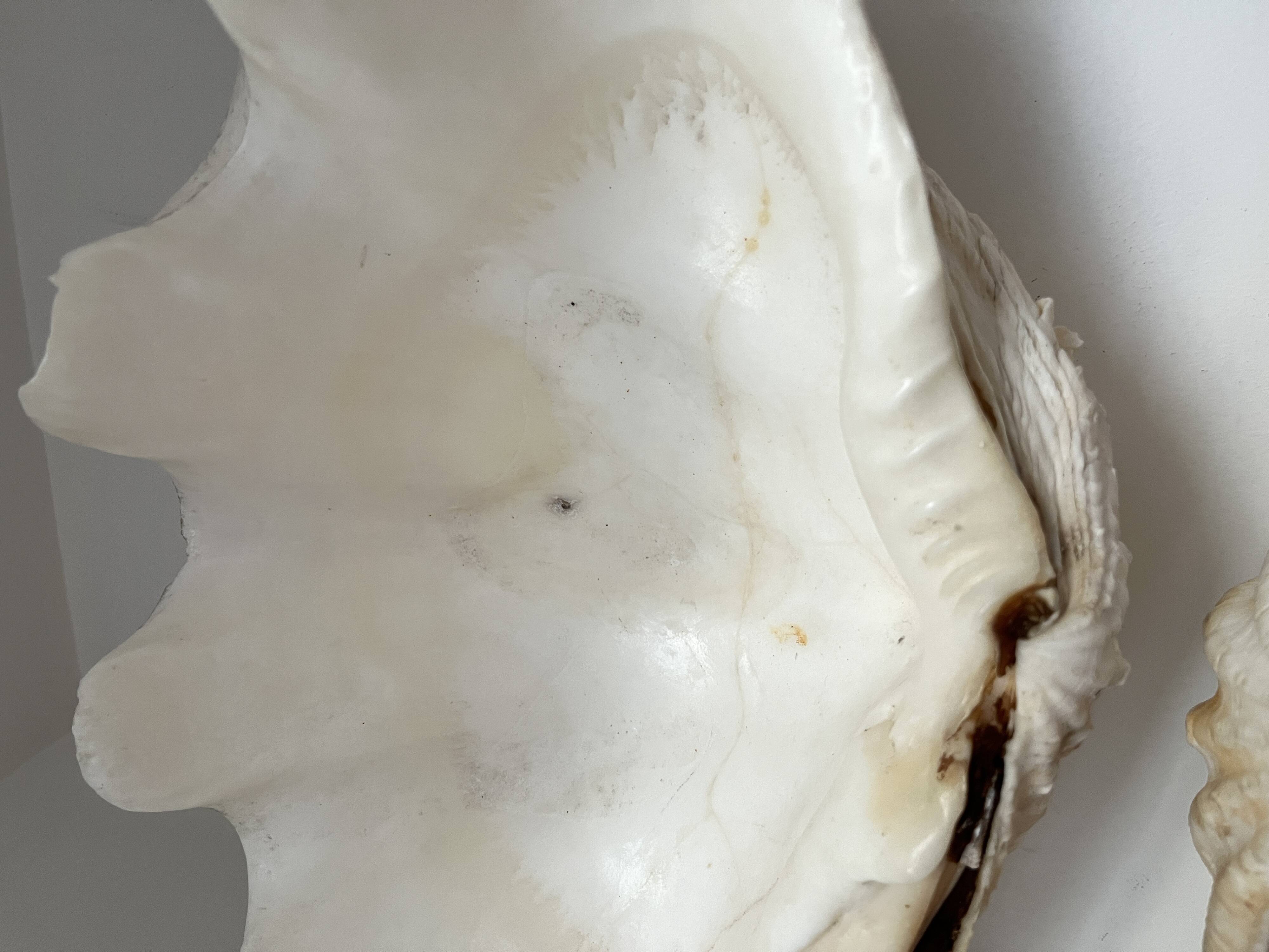 Authentic vintage giant bivalve shell, tridacna gigas shell.