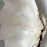 Authentic vintage giant bivalve shell, tridacna gigas shell.