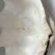 Authentic vintage giant bivalve shell, tridacna gigas shell.