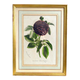 Botanical setting Rosier Duc d'Enghien