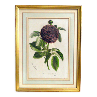 Botanical setting Rosier Duc d'Enghien