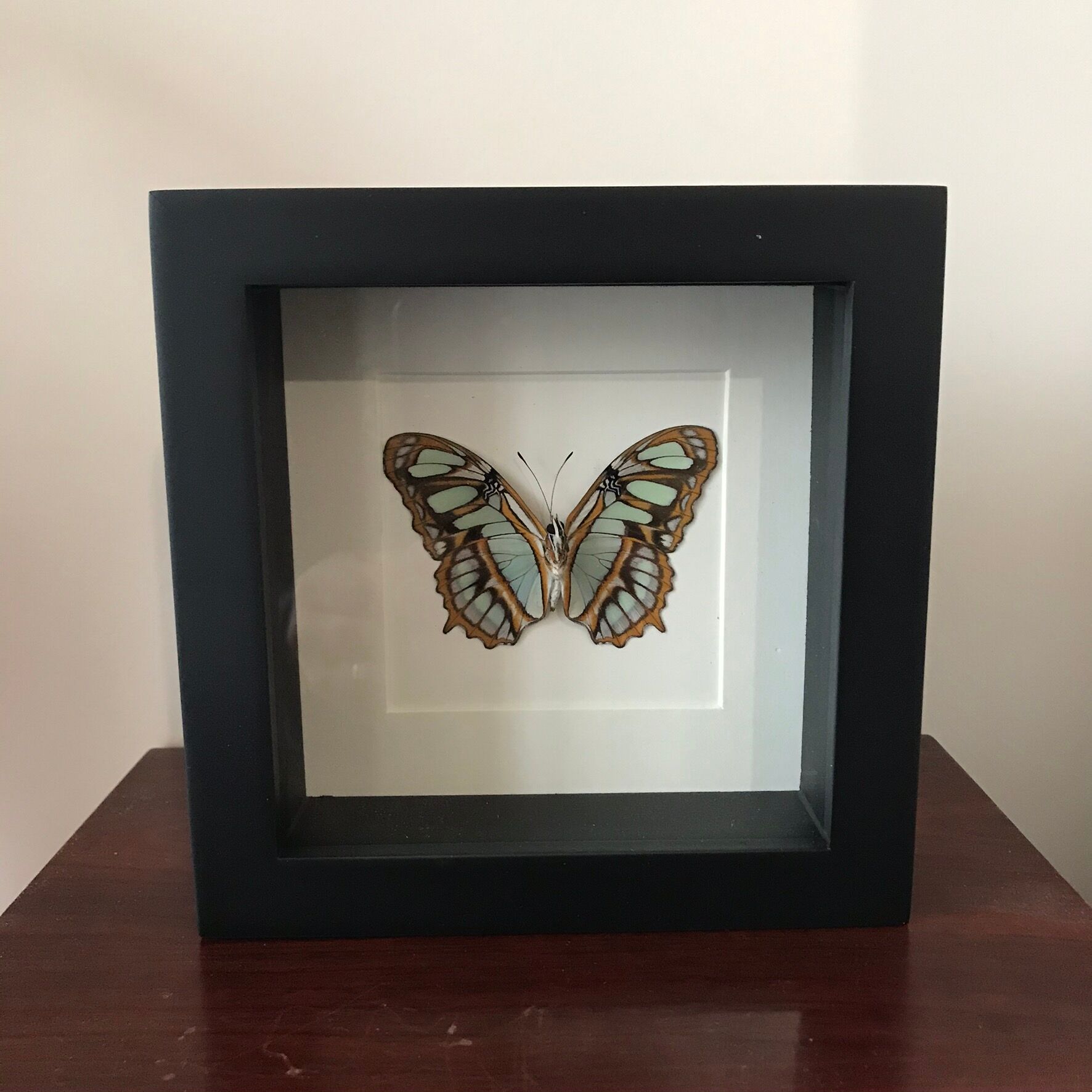 Frame Papillion Siproeta Stelenes 16 x 16