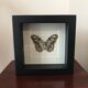 Frame Papillion Siproeta Stelenes 16 x 16