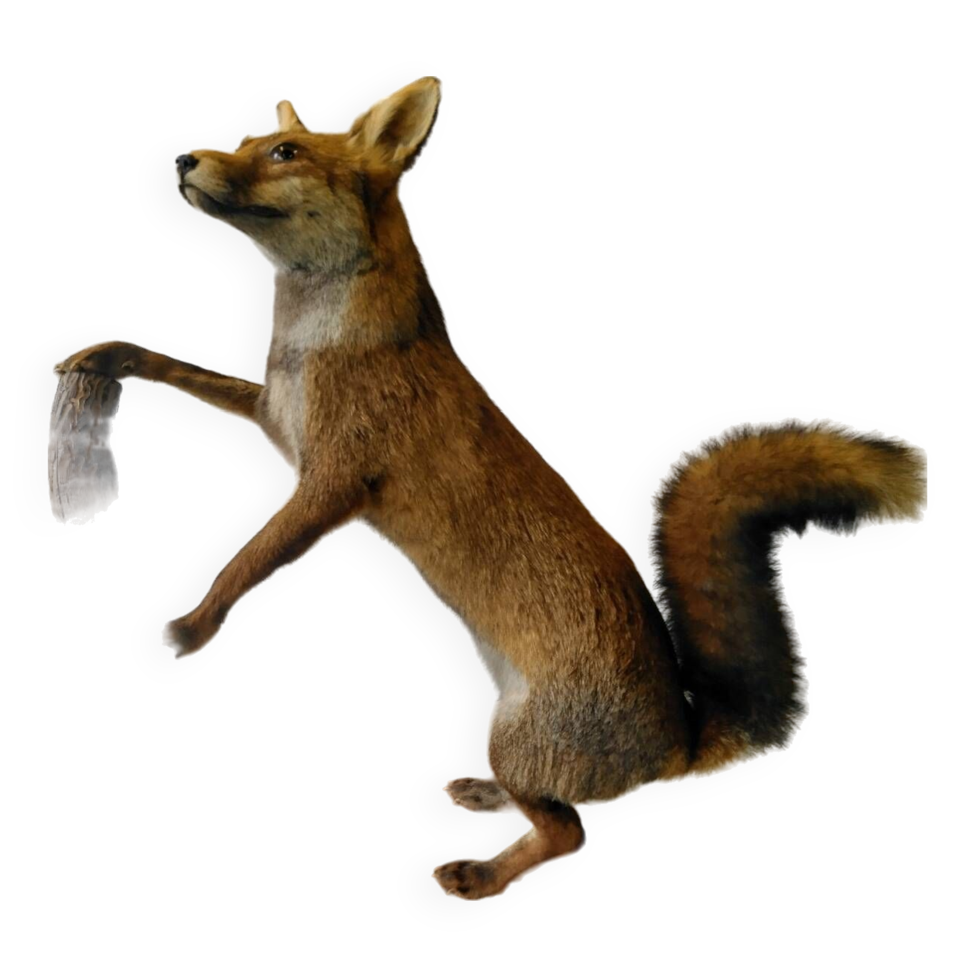 Stuffed fox taxidermy