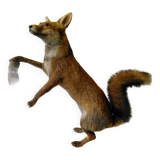 Stuffed fox taxidermy