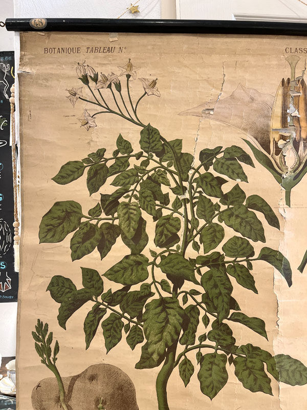 Old Deyrolle board "The potato"