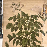 Old Deyrolle board "The potato"