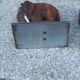 Pair of Art Deco elephant bookends in rosewood with chrome base.