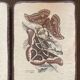 Lot de 2 tableaux en bois avec planche botanique papillons
