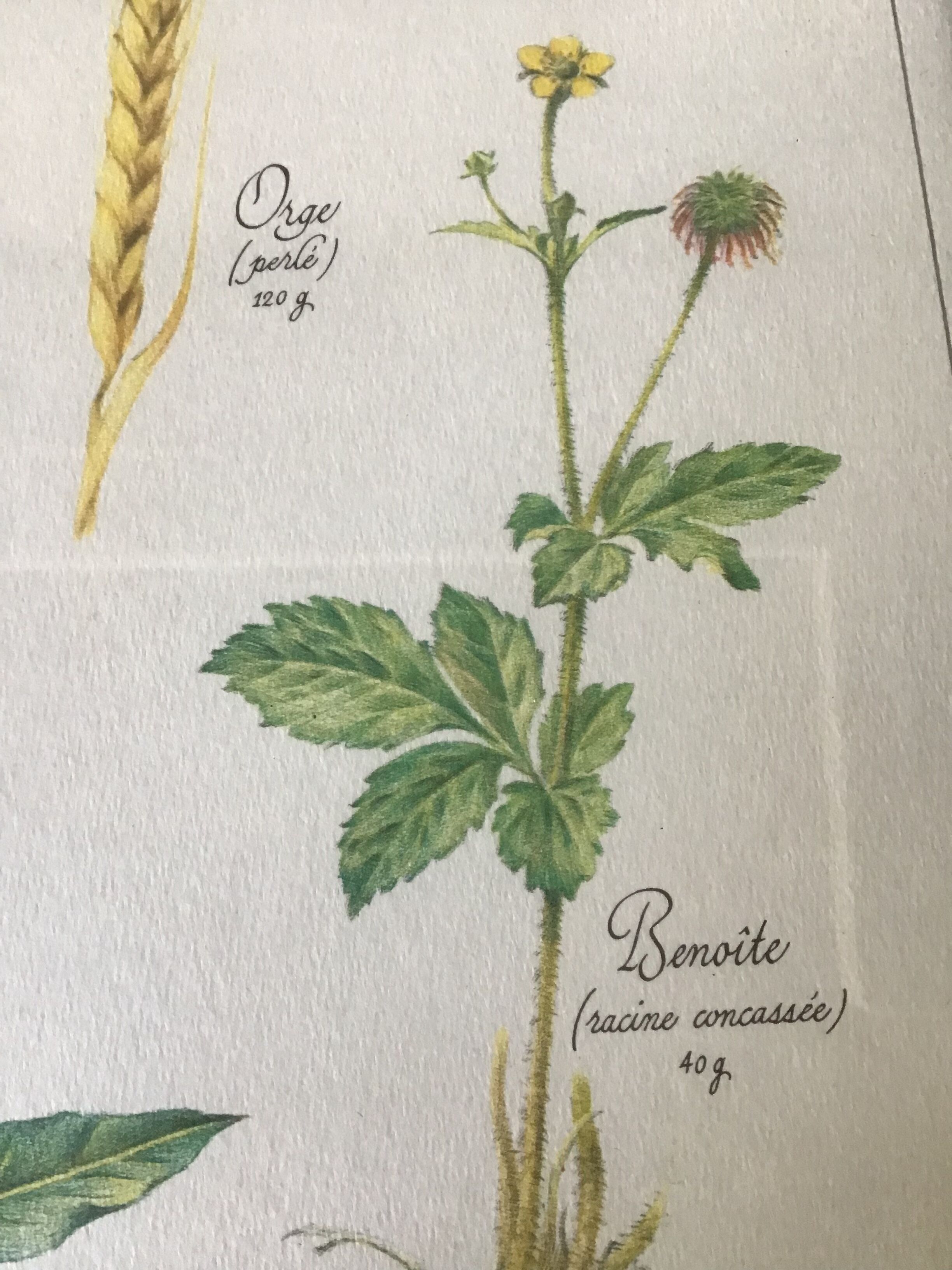 Botanical engraving precious herbal teas framed