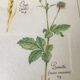 Botanical engraving precious herbal teas framed