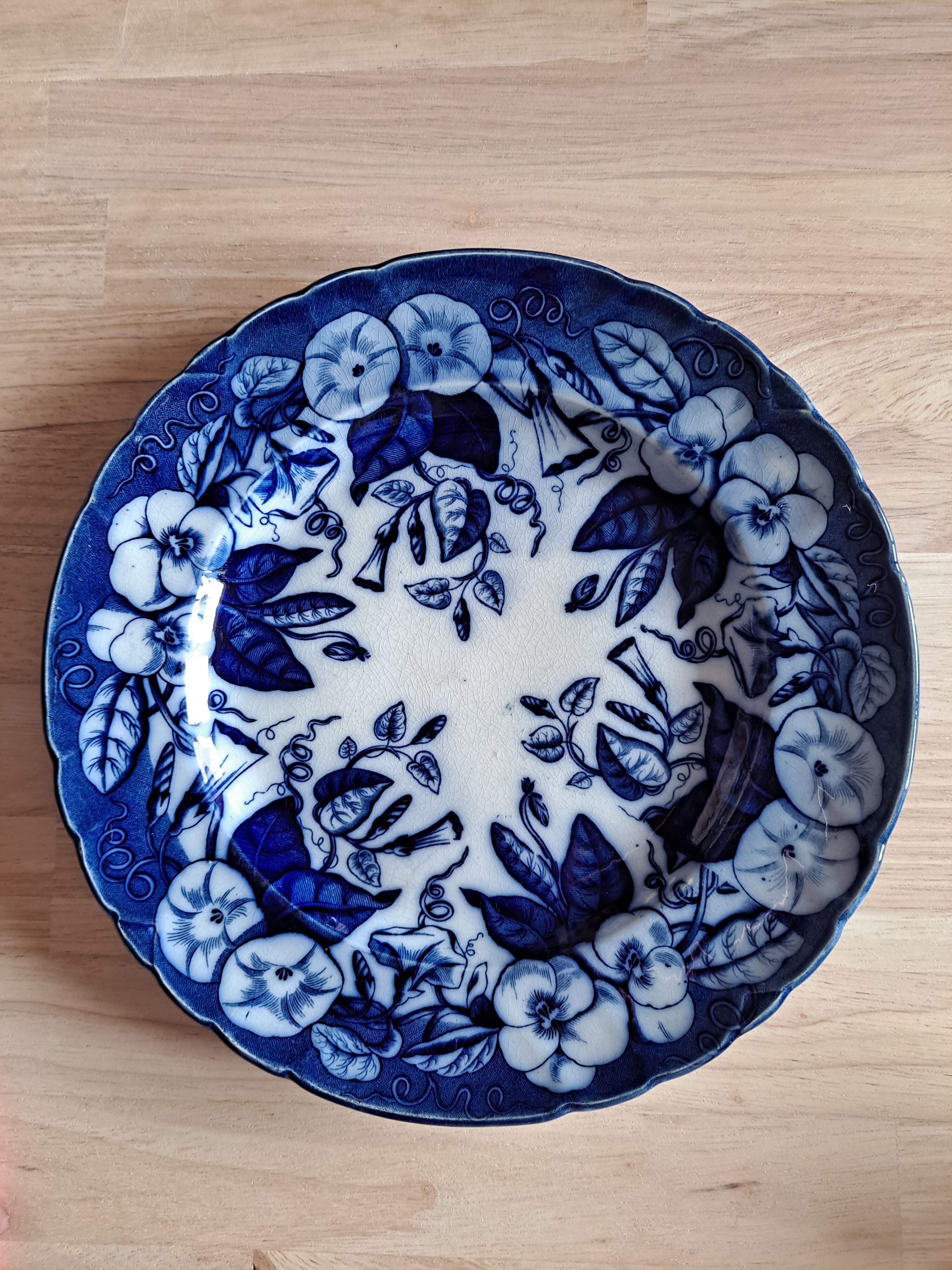 Plate Volubilis J.Vieillard and Johnston