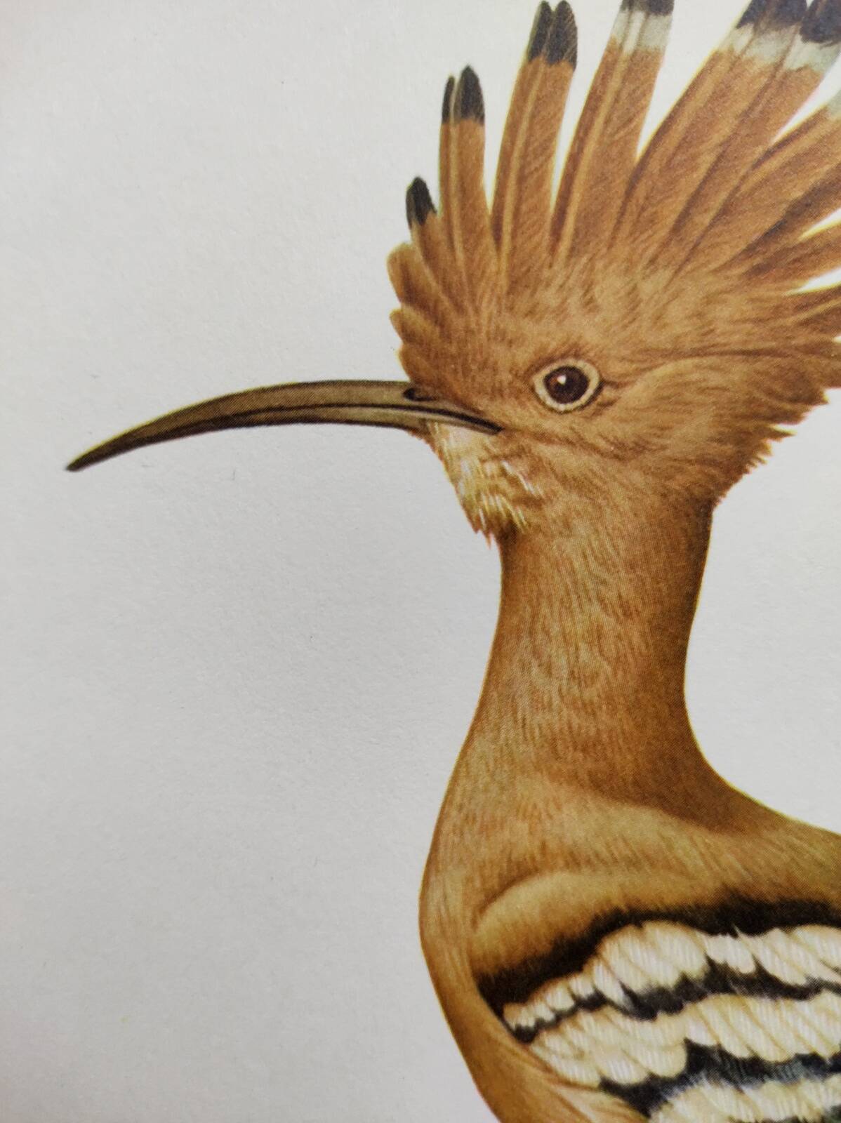 Bird board from the 60s - Hoopoe - Vintage zoological and ornithological illustration