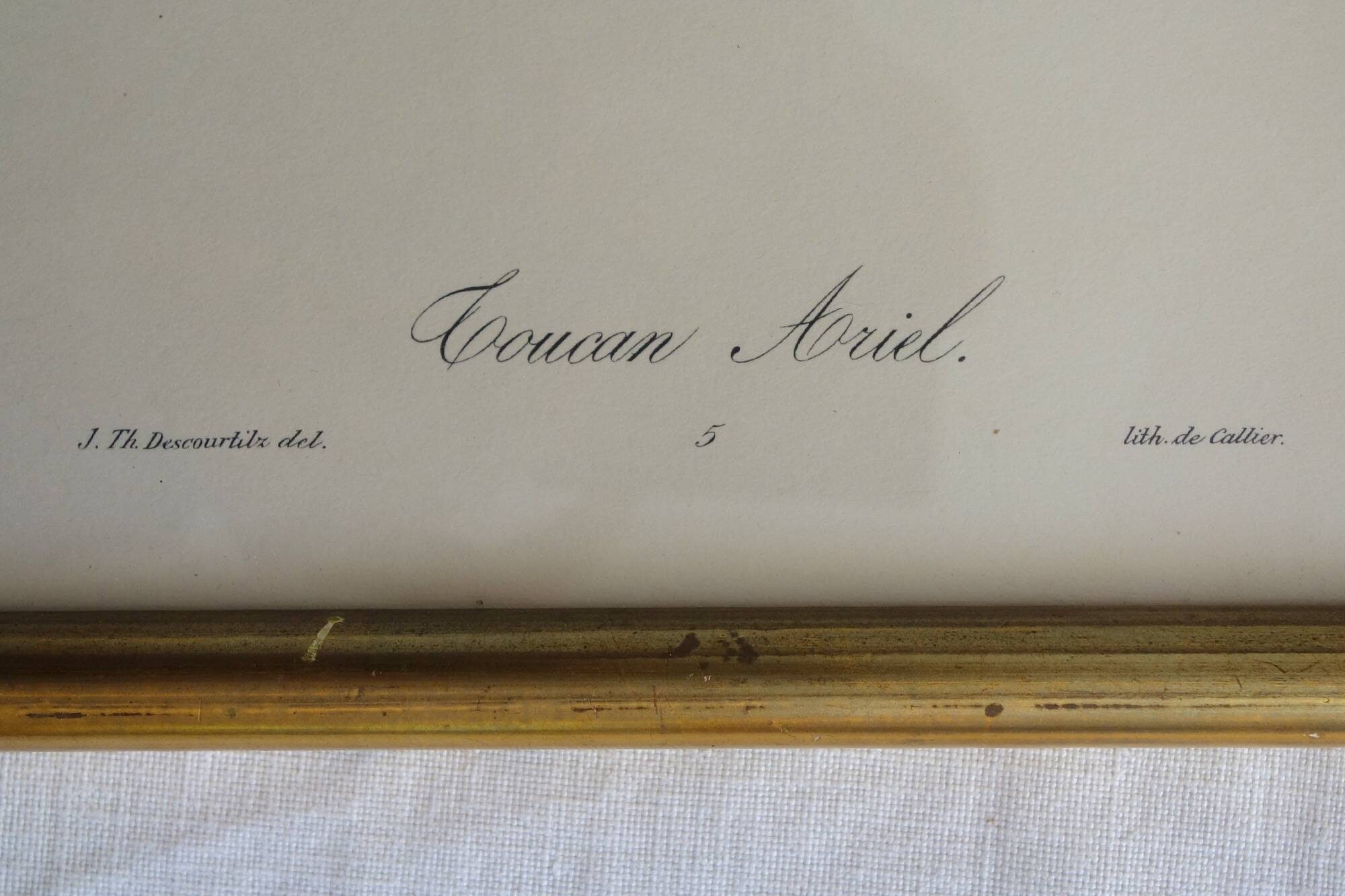 3 framed antique bird engravings