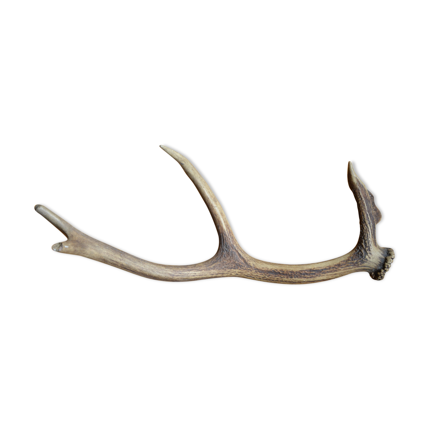 Deer antler