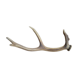 Deer antler