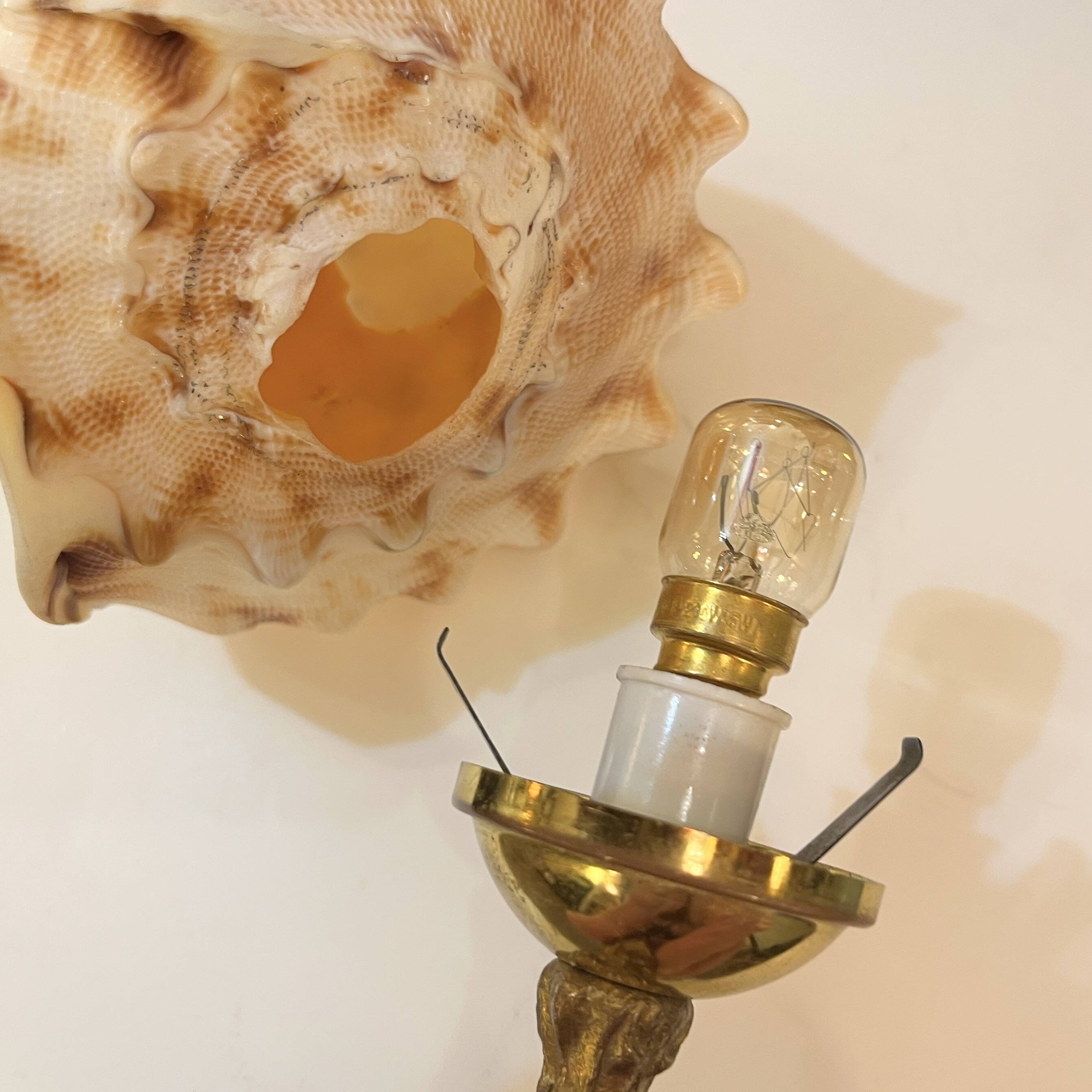 Cassis Cornuta shell lamp on a bronze base - Shell nightlight
