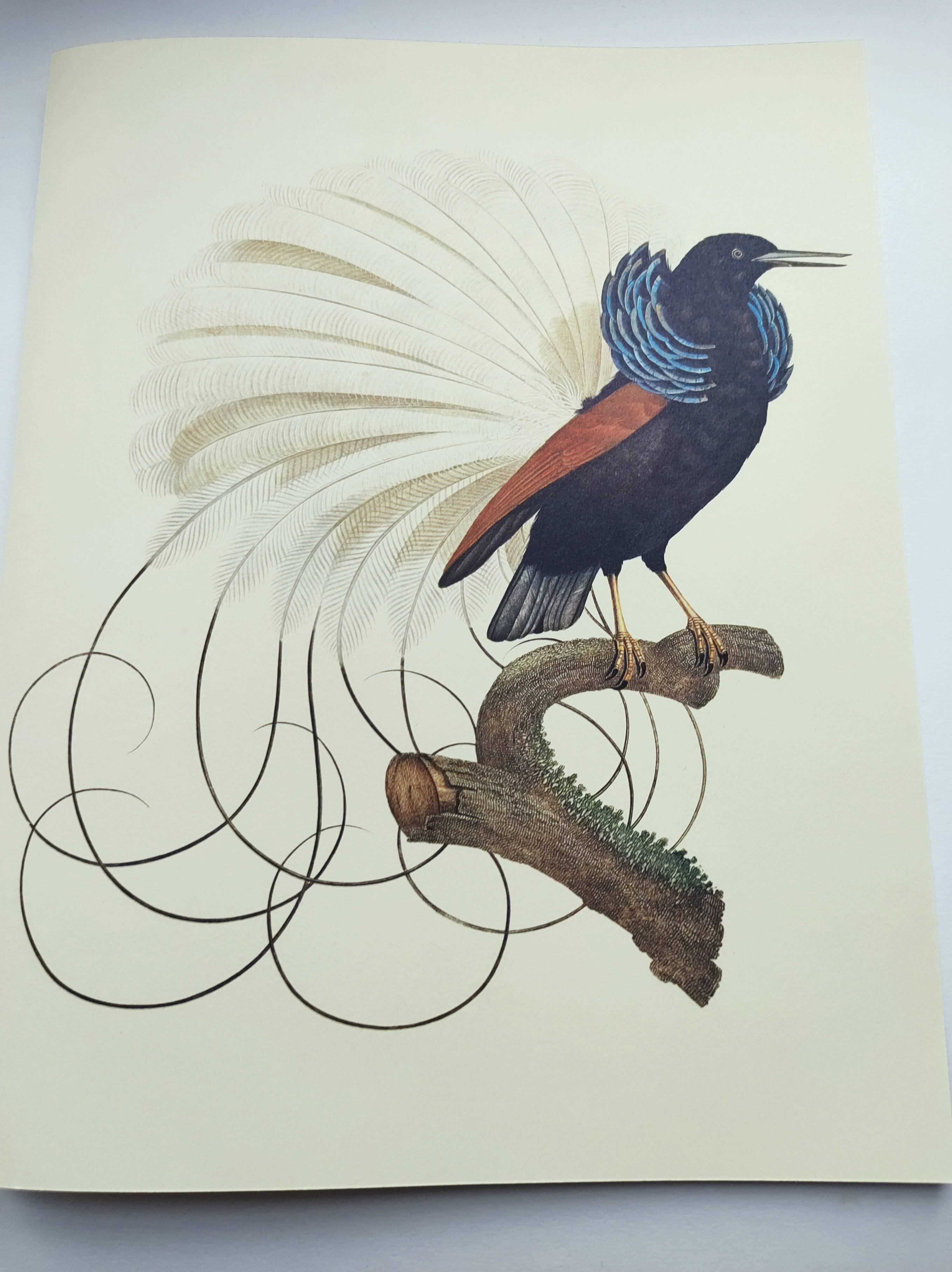 Antique plate - 12-line manuscript - Zoological illustration of birds