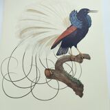 Antique plate - 12-line manuscript - Zoological illustration of birds