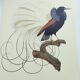 Planche ancienne -Manucode à 12 filets- Illustration zoologique oiseaux