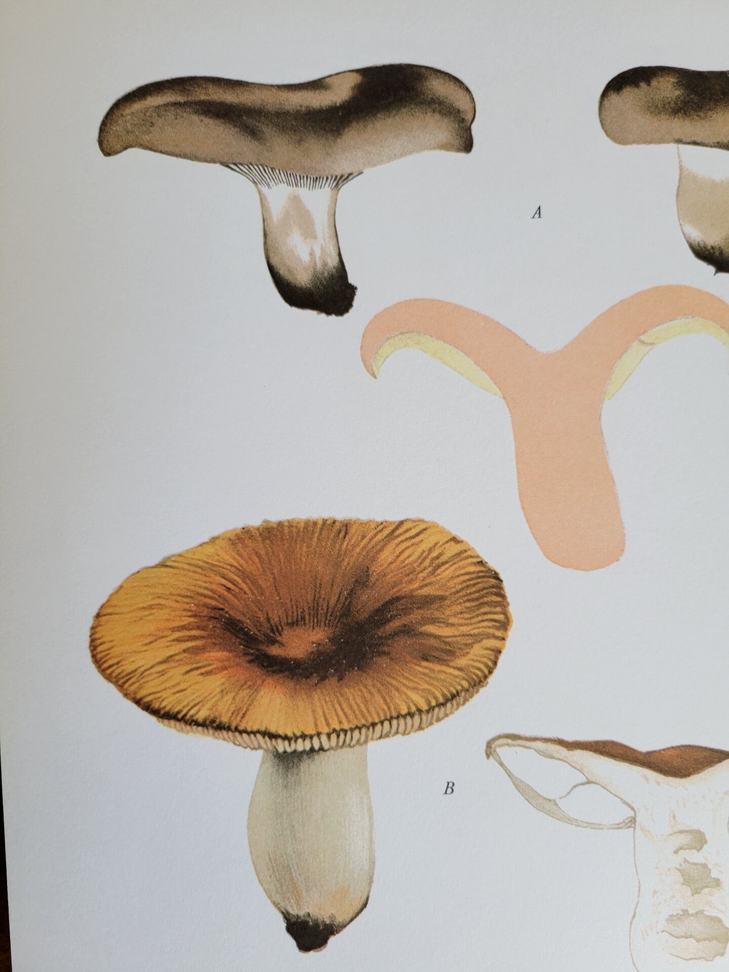 Botanical plate mushroom, 1960