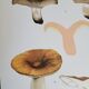 Botanical plate mushroom, 1960