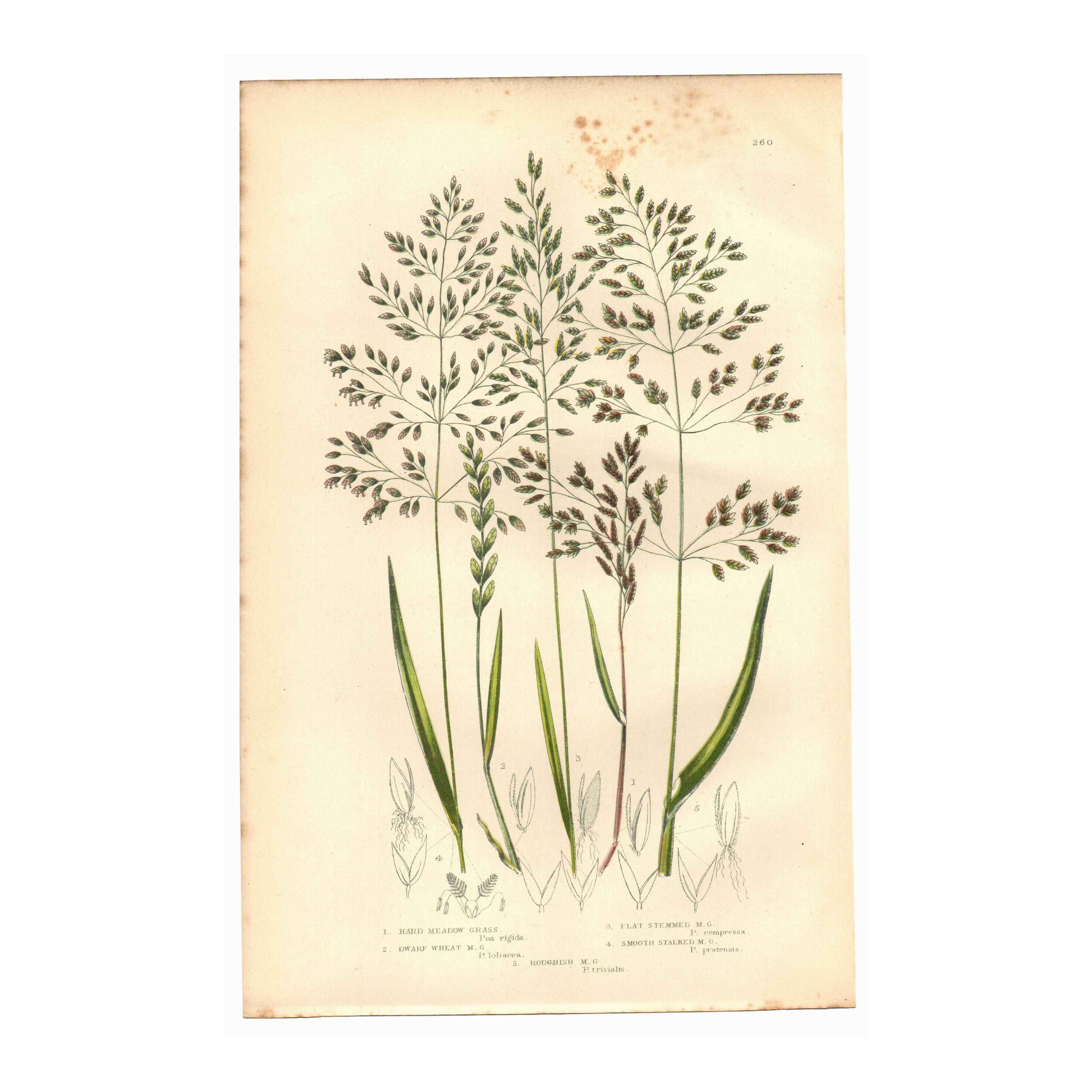 Old engraving from 1889 - Forest herbs by A. Pratt. Botanical plate.