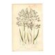 Old engraving from 1889 - Forest herbs by A. Pratt. Botanical plate.