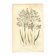 Gravure ancienne de 1889 - Herbes de forêts par A. Pratt. Planche botanique