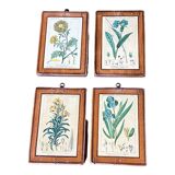 Set of 4 botanical plates