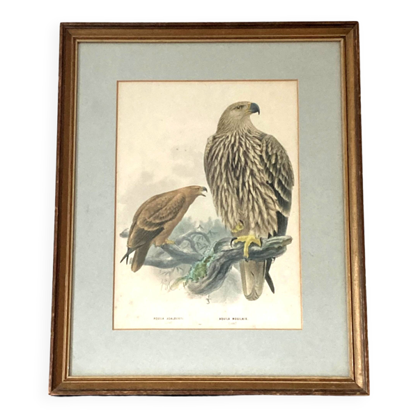 Cadre lithographie de Henry Eeles Aquila Adalberti et Aquila Mogilnik (Aigles) 1871-1896 ACC-7070