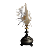 Cabinet of Curiosities shell comb of venus murex triremis on base