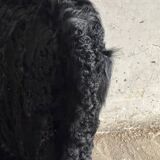 Set of 2 Black Feather-Textured Upholstered Theatrical Armchairs — Wood Frame, Dramatic Baroque Revival Style