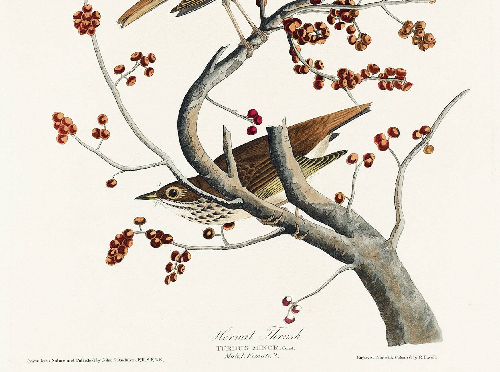 Poster about the Solitary Thrush, based on an old engraving from 1827.