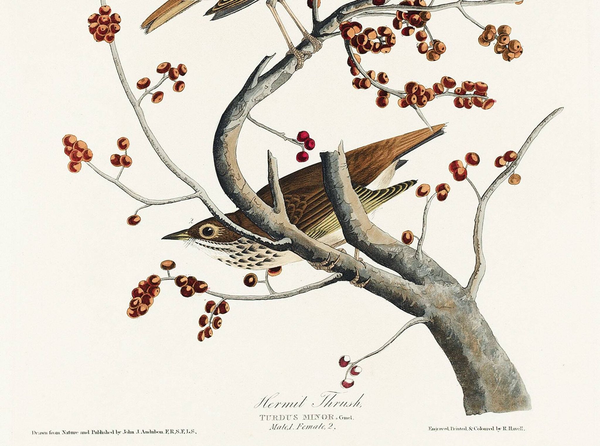 Poster about the Solitary Thrush, based on an old engraving from 1827.