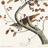 Poster about the Solitary Thrush, based on an old engraving from 1827.